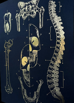 Anatomy Print